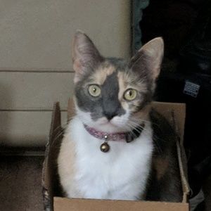 Meet your Posher, Cynthia